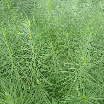 Amsonia hubrichtii - Blue Star