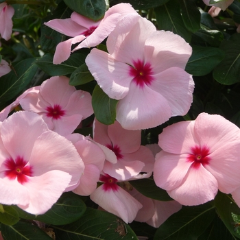 Catharanthus roseus Valiant™ Apricot - Vinca