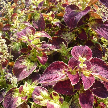 Solenostemon scutellarioides 'Coleus' - ColorBlaze™ Dipt in Wine