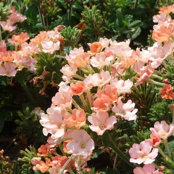 Verbena hybrid 'Lanai Peach' - Verbena