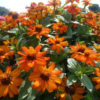 Zinnia marylandica Zahara® 'Fire' - Zinnia 