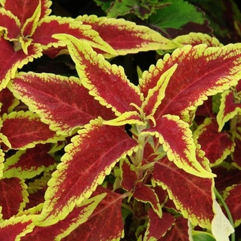 Solenostemon scutellarioides 'Defiance' - Coleus