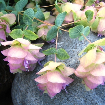 Origanum 'Kent Beauty' - Ornamental Oregano