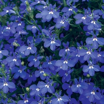 Lobelia erinus - Laguna® 'Dark Blue'