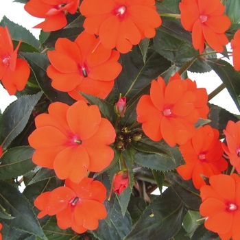 Impatiens 'Orange' - SunPatiens® Compact Orange