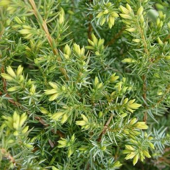 Juniperus communis depressa 'AmiDak' - Blueberry Delight® Juniper