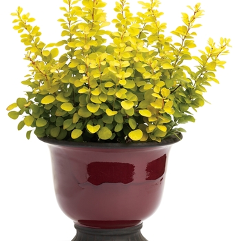 Berberis thunbergii - Sunjoy Gold Pillar®