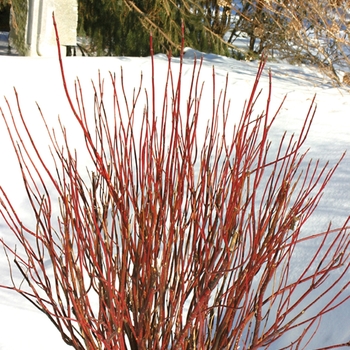 Cornus stolonifera - Arctic Fire®