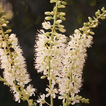 Clethra alnifolia 'Vanilla Spice' - Summersweet