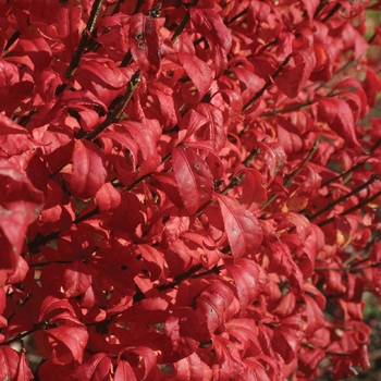 Burning Bush - Fire Ball®