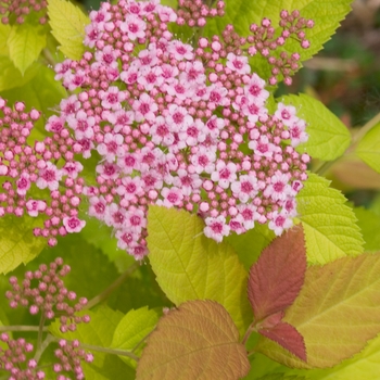 Spiraea x - Double Play Big Bang®