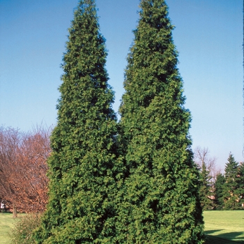 Thuja plicata - Spring Grove®