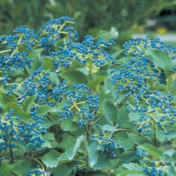 Viburnum dentatum - Blue Muffin®