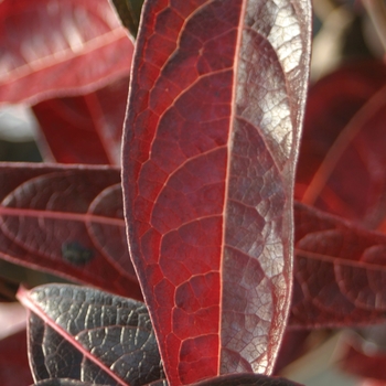 Viburnum nudum - Brandywine™