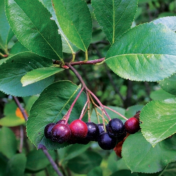 Aronia melanocarpa 'Viking' - Chokeberry