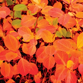 Aronia melanocarpa ''Viking'' - Chokeberry