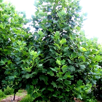 Liriodendron tulipfera - Tulip Tree