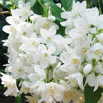 Ceanothus americanus - New Jersey Tea