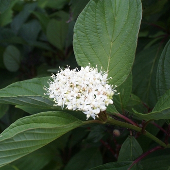 Cornus sericea baileyi - Red Twig Dogwood