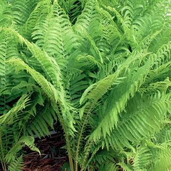 Matteuccia struthiopteris - Fern-Ostrich