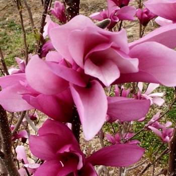 Magnolia 'Jane' (Magnolia) - Little Girl Jane