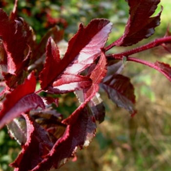 Malus 'JFS-KW5' - Royal Raindrops® Crabapple