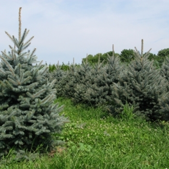 Picea pungens 'Fat Albert' - 'Fat Albert' Colorado Blue Spruce