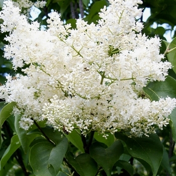 Syringa reticulata 'Ivory Silk' - Japanese Lilac Tree