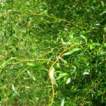 Salix matsudana x alba 'Golden Curls' - 'Golden Curls' Corkscrew Willow