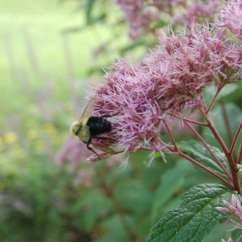 Eupatorium maculatum - Joe Pye Weed