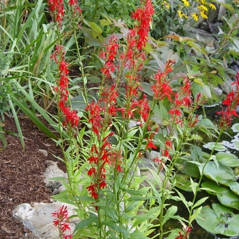 Lobelia cardinalis - Cardinal Flower