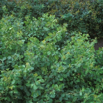 Rhus aromatica 'Gro-Low' - Gro-Low Fragrant Sumac