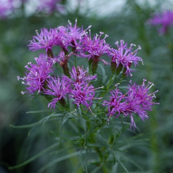 Vernonia lettermanii 'Iron Butterfly' - Ironweed