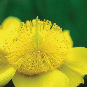 Hypericum frondosum 'Sunburst' - 'Sunburst' Hypericum