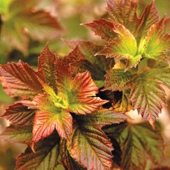 Viburnum trilobum ''Redwing'' - ''Redwing'' American Cranberry Viburnum