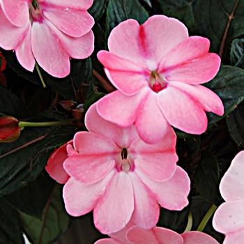 Impatiens 'Blush Pink' - SunPatiens® Compact Impatiens