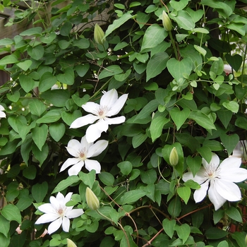 Clematis hybrid 'Henryi' - Clematis