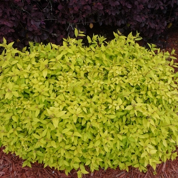 Spiraea japonica 'Goldmound' - Spirea