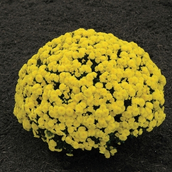 Chrysanthemum x morifolium 'Bethany Yellow' - Garden Mum