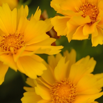 Coreopsis 'Presto' - Tickseed