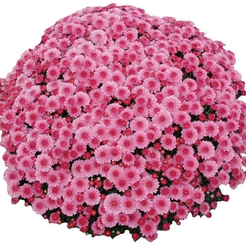 Chrysanthemum x morifolium 'Cheryl Pink' - Garden Mum