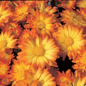 Chrysanthemum Stacy Dazzling Orange - Mum - Orange / Bronze