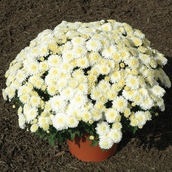 Chrysanthemum Frosty Cheryl - Mum