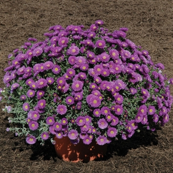 Aster novi-belgii - Magic Purple