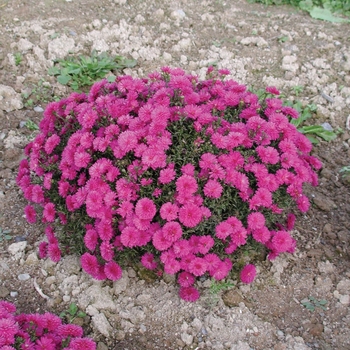 Aster novi-belgii - Marie III Dark Pink