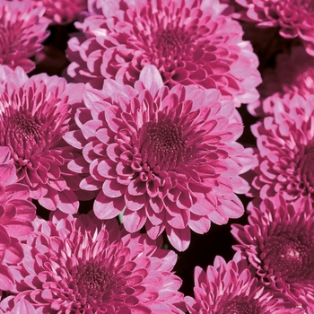 Chrysanthemum Regal Cheryl Purple - Mum