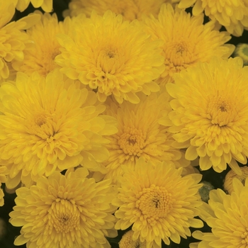 Chrysanthemum Sparkling Cheryl Yellow - Mum
