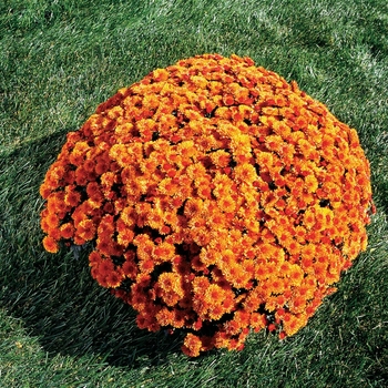 Chrysanthemum Spicy Cheryl Orange - Mum
