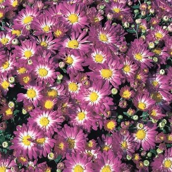 Chrysanthemum grandiflorum - Stacy™ Pink