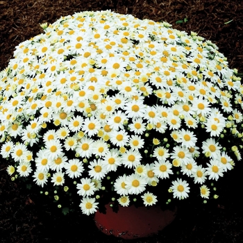 Chrysanthemum x morifolium 'Vanna Snow' - Garden Mum